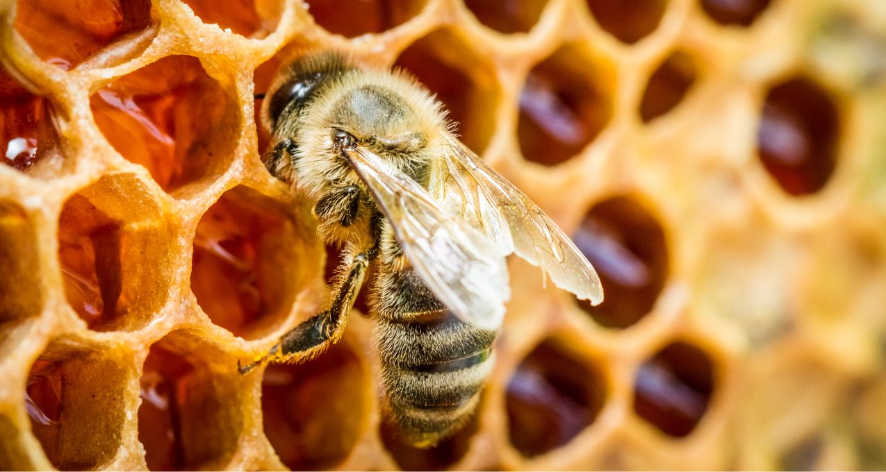 Bee climbing into a honeycomb
